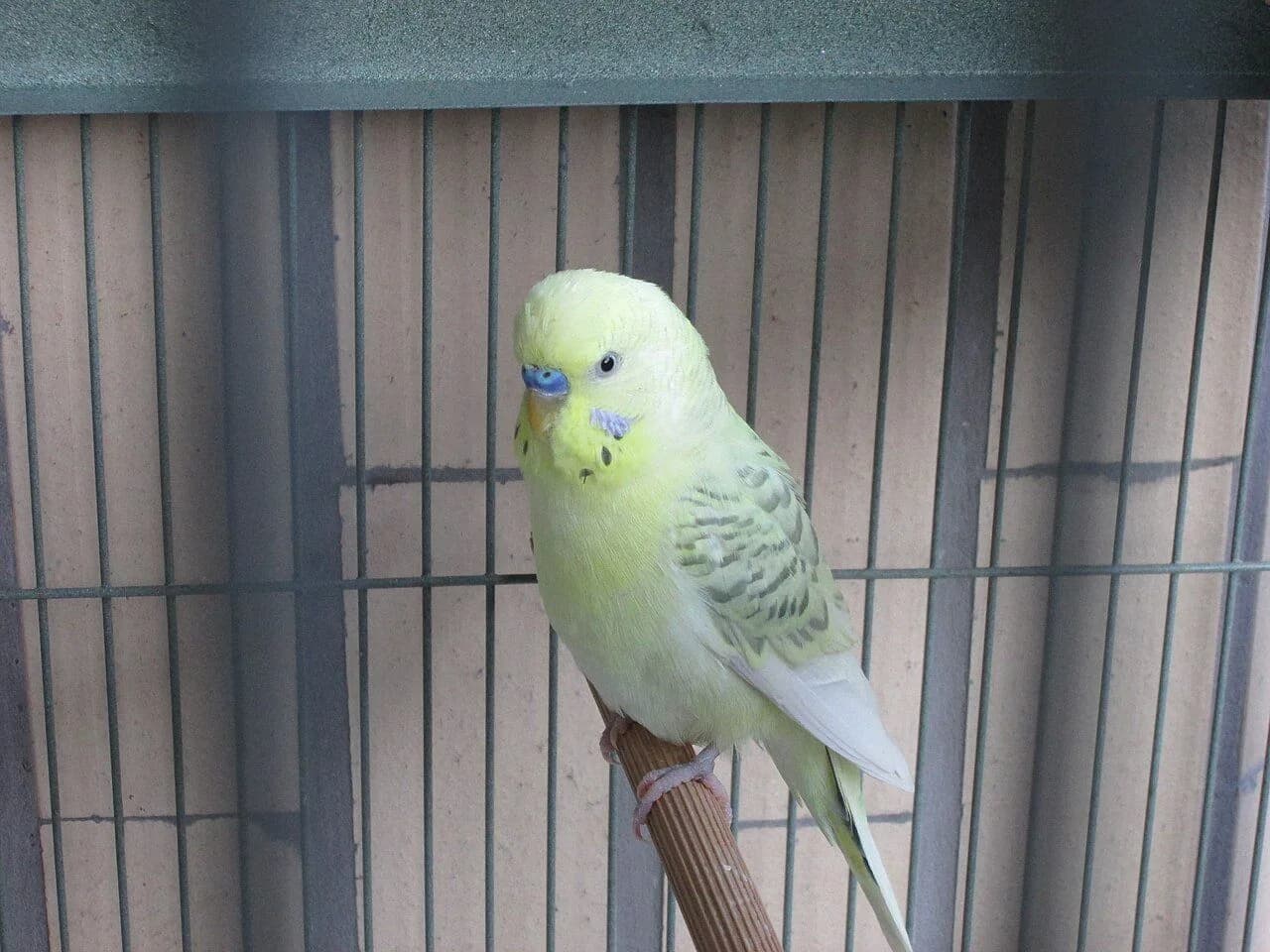 תוכים — תוכון