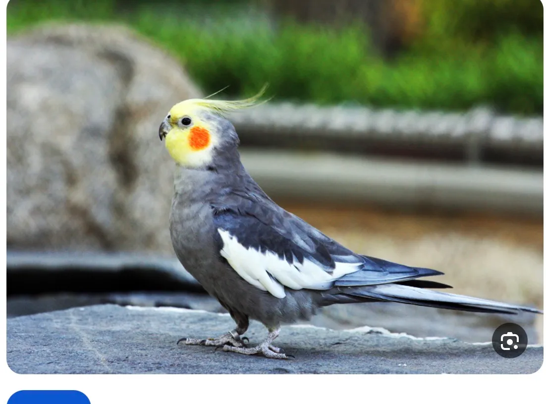 דררה — דררה
