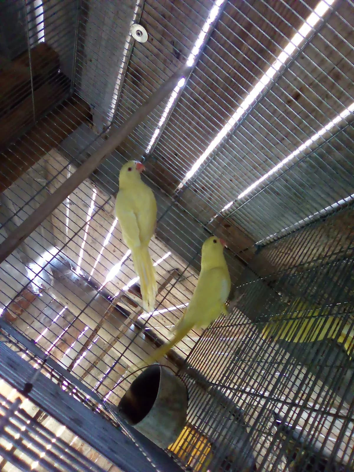תוכים — דררה