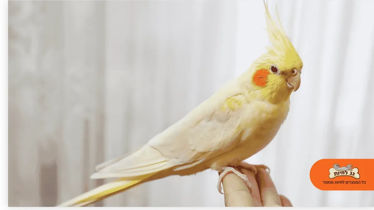 קוקטייל — קוקטייל
