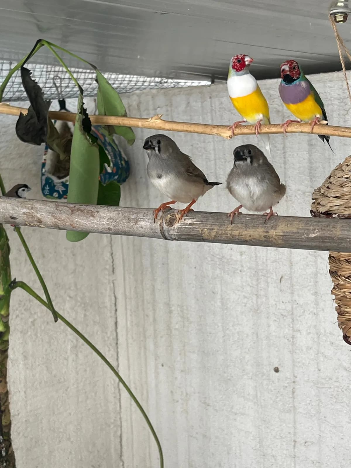 ציפורים — פינק זברה